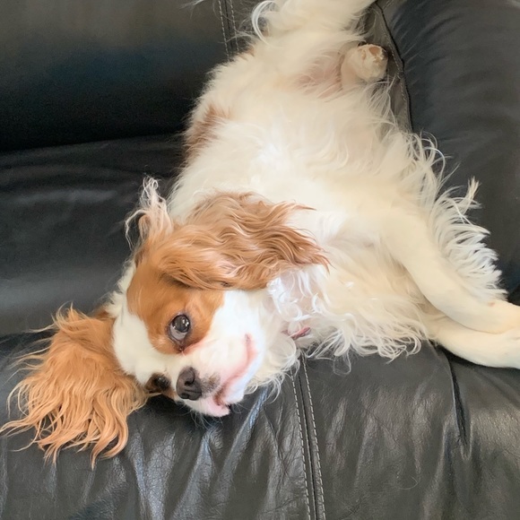 Meet your Posher, Tracy - Picture 2 of 3